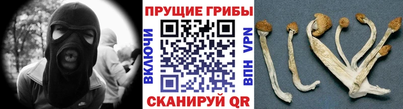 Псилоцибиновые грибы Psilocybine cubensis  Усть-Илимск 